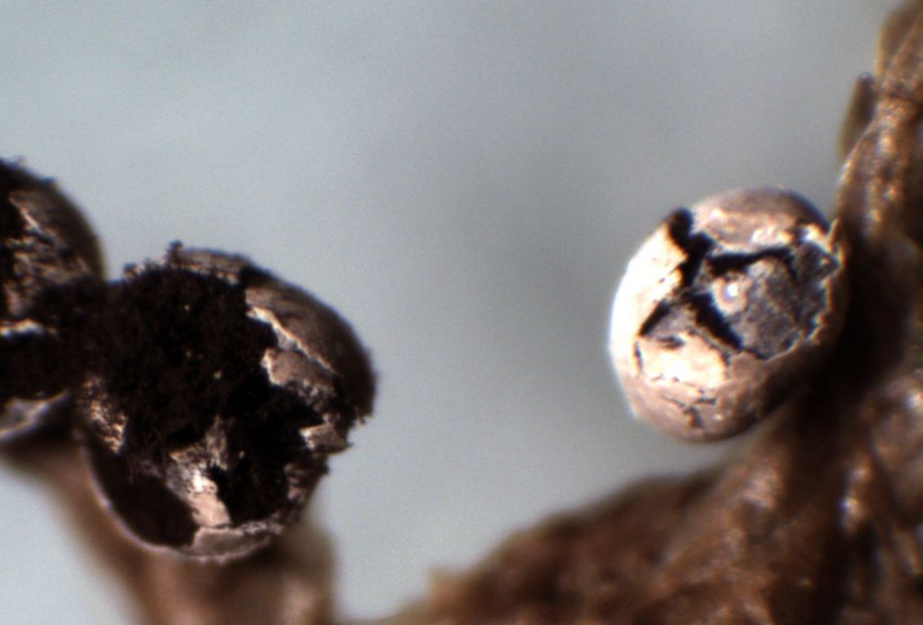 Diderma montanum (?)